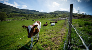 Kalv går mot kamera på jordbruk mens kyr hviler seg i horisonten